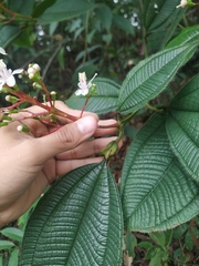 Miconia tococa