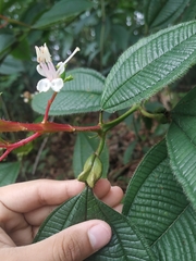 Miconia tococa