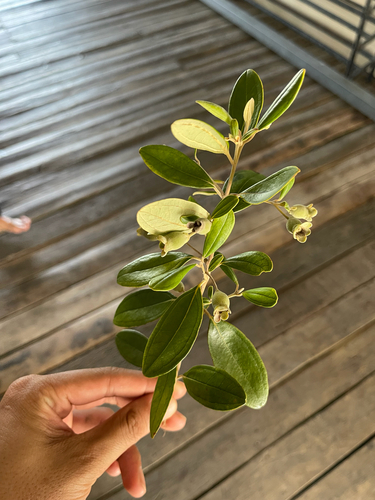 Rose Myrtle