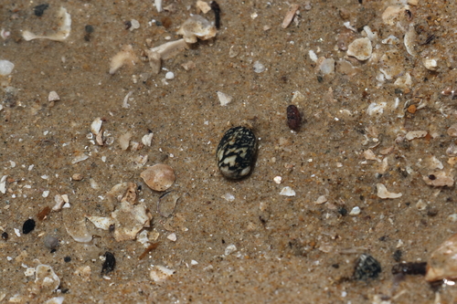 Nerita japonica, 2026-05-08