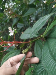 Miconia tococa