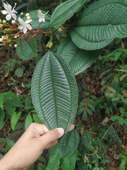 Miconia tococa