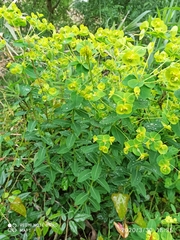 Euphorbia paniculata