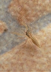 Cotinusa