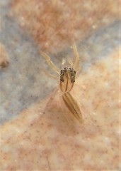 Cotinusa