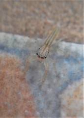 Cotinusa