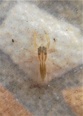 Cotinusa