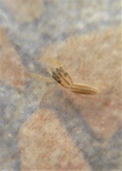 Cotinusa