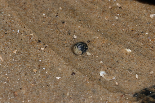 Nerita japonica, 2026-05-08