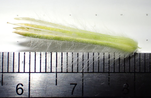 Ptilotus macrocephalus, photograph 5