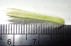 Ptilotus macrocephalus, photograph (c) Ruth Palsson, some rights reserved (CC BY-SA)
