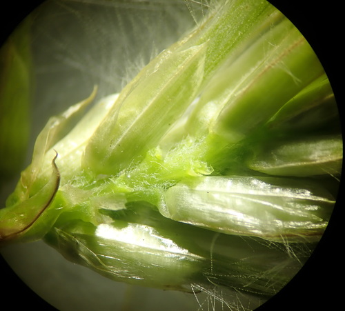 Ptilotus macrocephalus, photograph 4