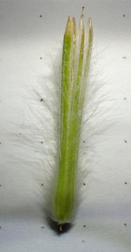 Ptilotus macrocephalus, photograph 3