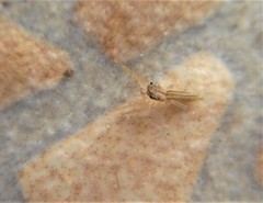 Cotinusa