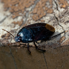 Macroscytus
