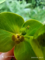 Euphorbia paniculata