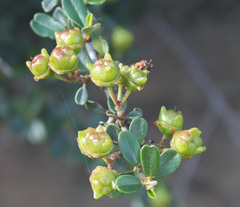 Ceanothus megacarpus megacarpus