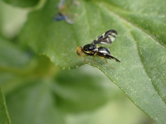 Trypetinae