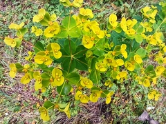 Euphorbia paniculata