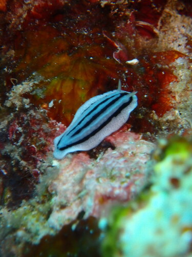 Phyllidiopsis xishaensis