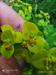 Euphorbia paniculata