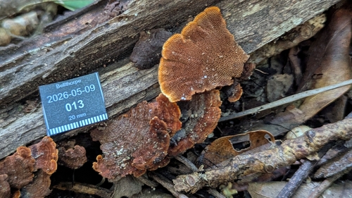 Cyclomyces setiporus observed 2026-05-09