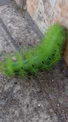 Automeris coresus