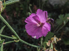 Sidalcea ranunculacea