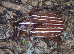 Polyphylla petitii