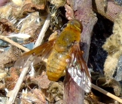 Chrysanthrax edititius