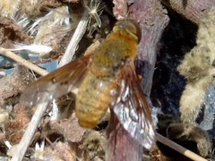 Chrysanthrax edititius