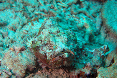 Scorpaenopsis macrochir