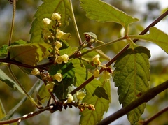 Paullinia fuscescens