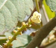 Paullinia fuscescens