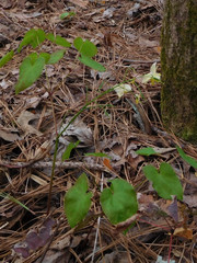 Epimedium × versicolor