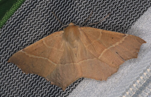 Elegant Thorn photo 4