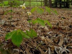Epimedium × versicolor