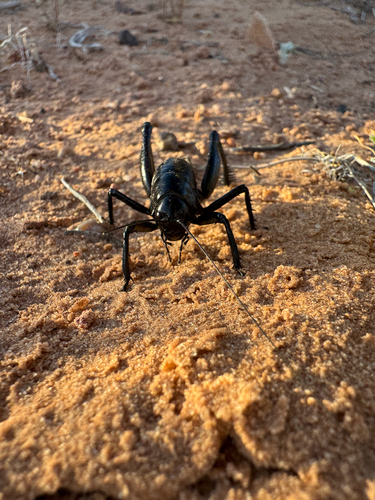 Tanner's black camel cricket photo 5