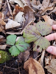 Waldsteinia fragarioides