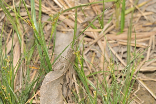 Juncus gracillimus iNat (1)