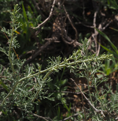 Artemisia sieberi