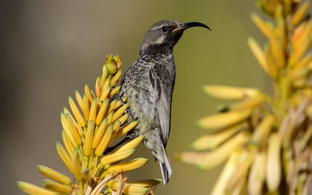 Amethyst Sunbird