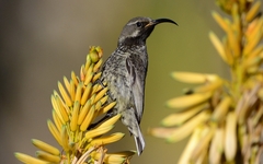 Amethyst Sunbird photo 1