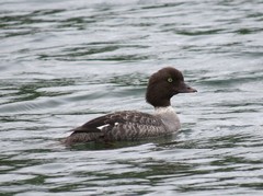 Bucephala