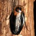 Cucaracha Cabeza de Muerte - Photo (c) Acrocynus, algunos derechos reservados (CC BY-SA)