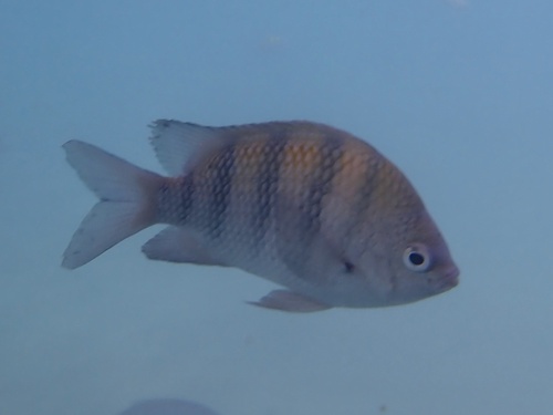 Abudefduf saxatilis