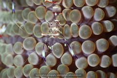 Ancylomenes holthuisi