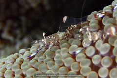 Ancylomenes holthuisi