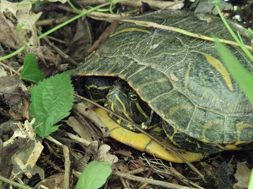 Trachemys scripta