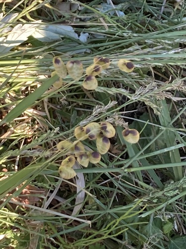 Greater Quaking Grass